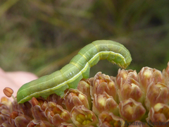 Lepidoptera