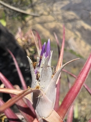 Tillandsia capitata