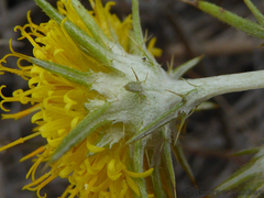 Berkheya
