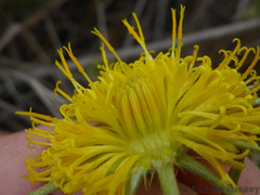 Berkheya