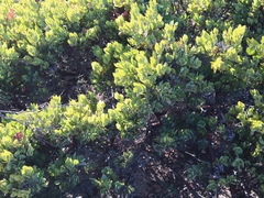 Arctostaphylos catalinae