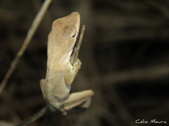 Anolis brasiliensis