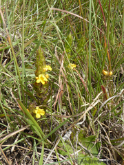 Alectra sessiliflora sessiliflora