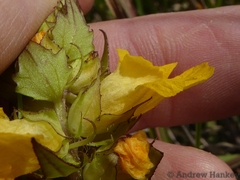 Alectra sessiliflora sessiliflora