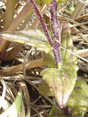 Alectra sessiliflora sessiliflora