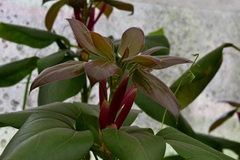 Oreopanax arcanus