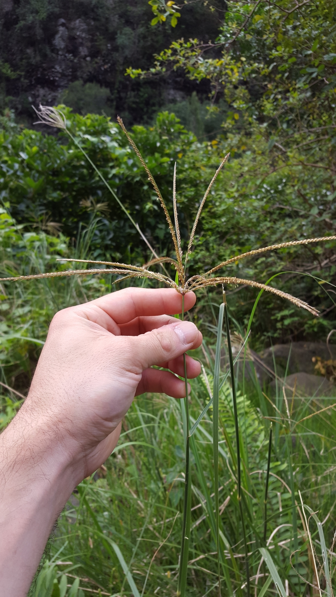 (c) François Rousseu, certains droits réservés (CC BY-NC) https://www.inaturalist.org/observations/84083407
