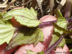 Alectra sessiliflora sessiliflora