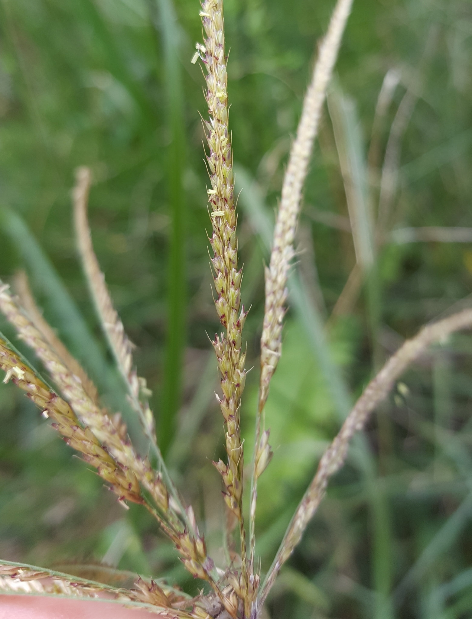 (c) François Rousseu, certains droits réservés (CC BY-NC) https://www.inaturalist.org/observations/84083407