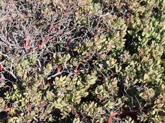 Arctostaphylos catalinae