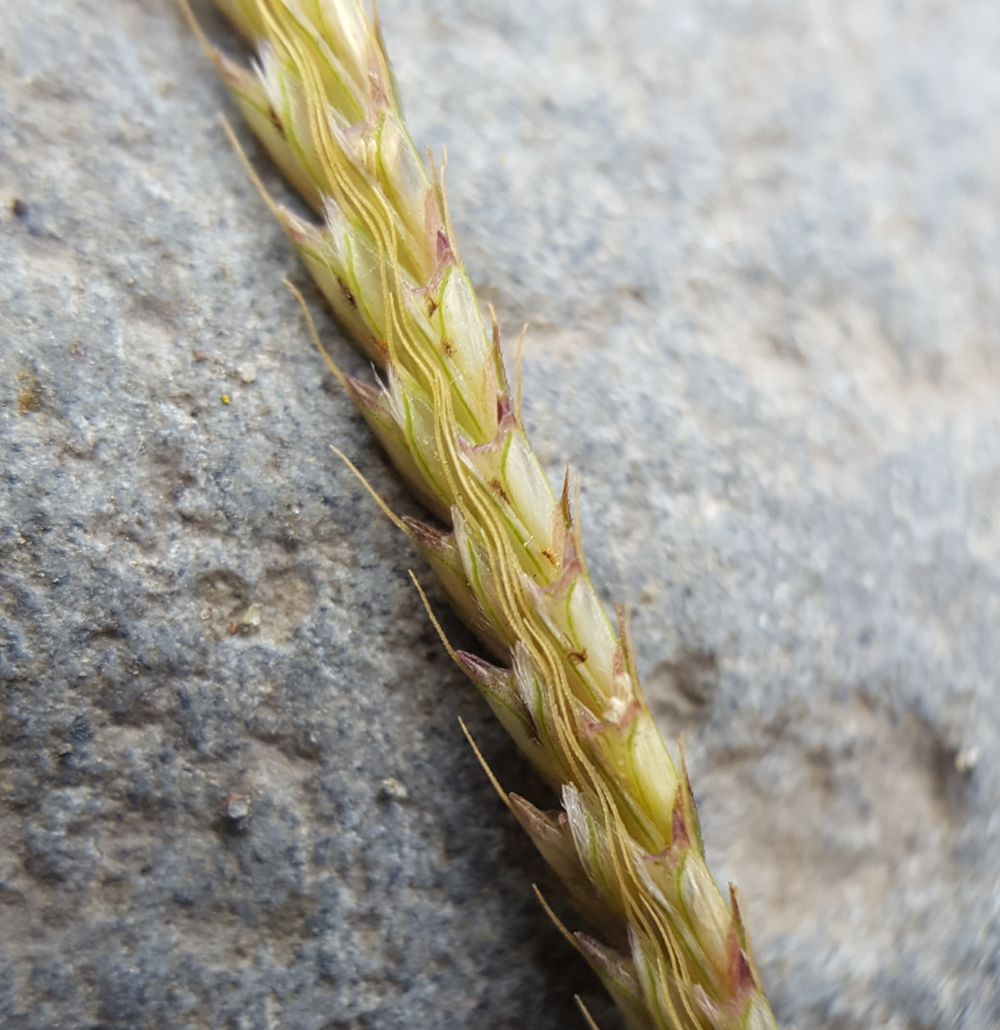 (c) François Rousseu, certains droits réservés (CC BY-NC) https://www.inaturalist.org/observations/84083407