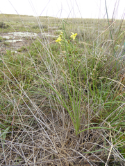 Bulbine