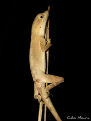 Anolis brasiliensis