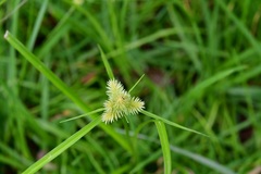 Cyperus svensonii