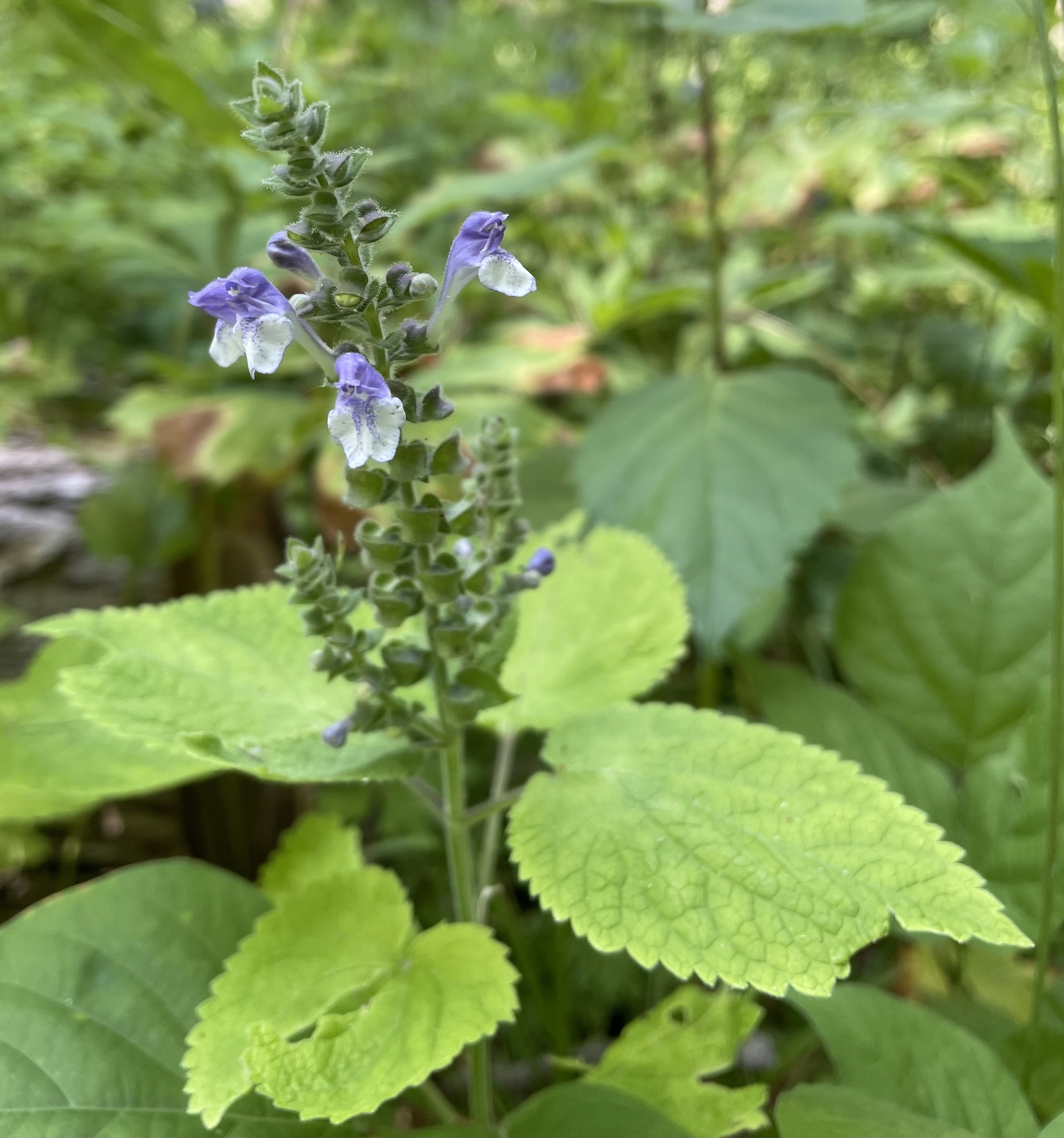 Scutellaria ovata
