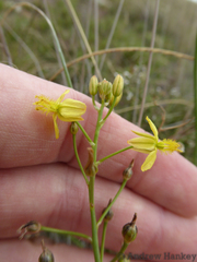 Bulbine