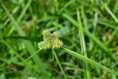 Cyperus svensonii