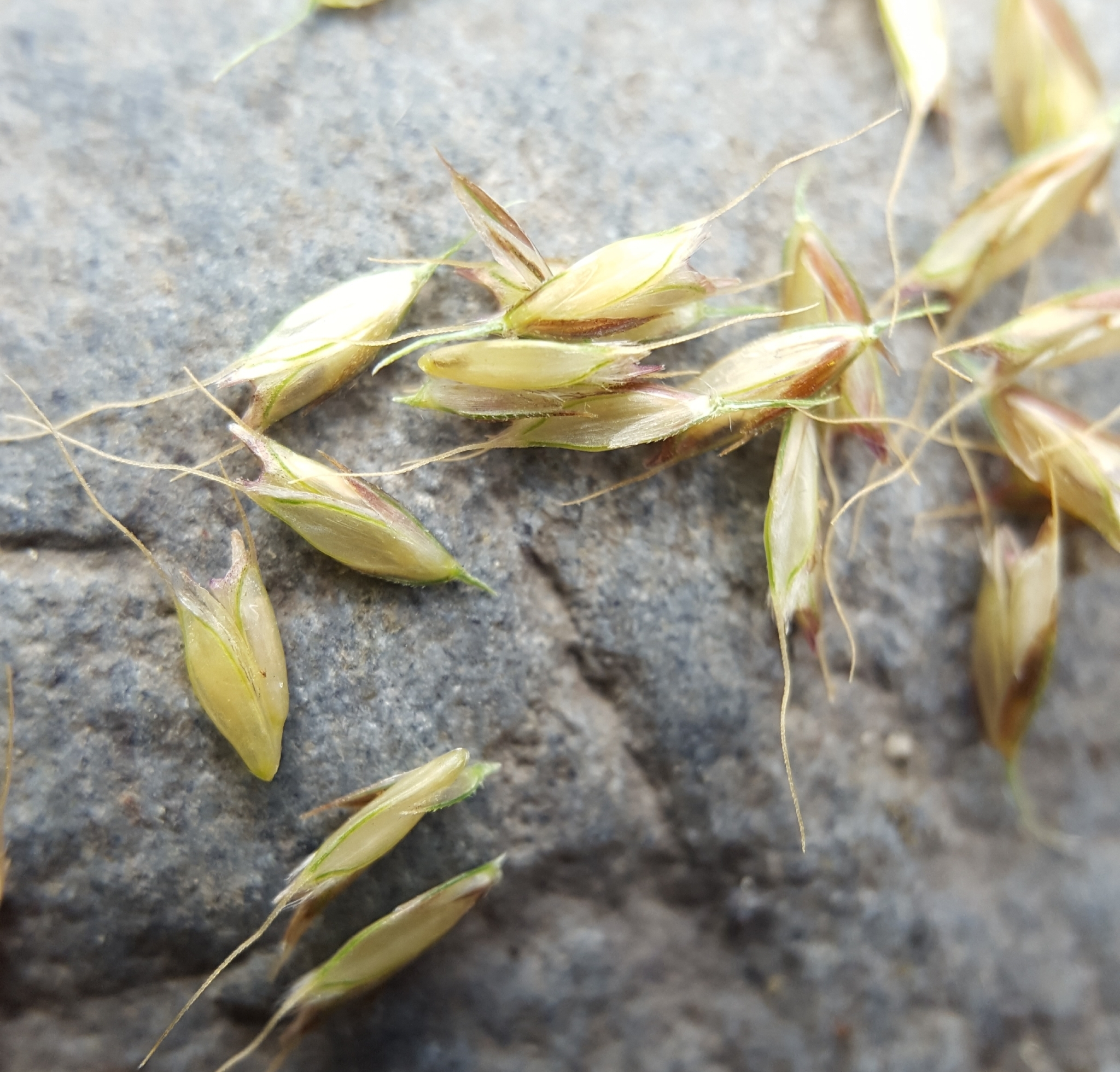 (c) François Rousseu, certains droits réservés (CC BY-NC) https://www.inaturalist.org/observations/84083407