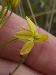 Bulbine