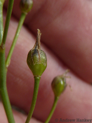 Bulbine