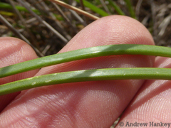 Bulbine