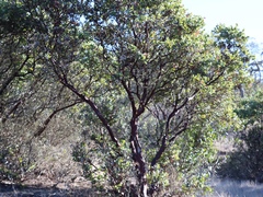 Arctostaphylos catalinae