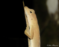 Anolis brasiliensis