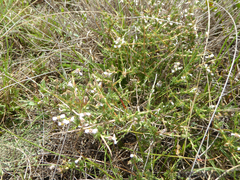 Eriocephalus
