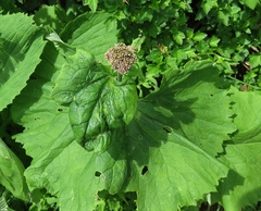 Adenostyles alliariae