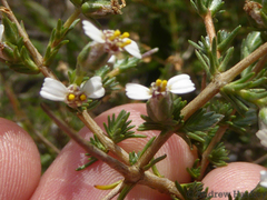 Eriocephalus