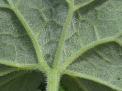 Adenostyles alliariae