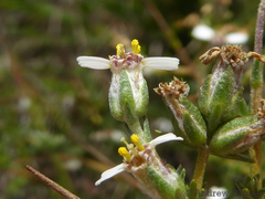 Eriocephalus