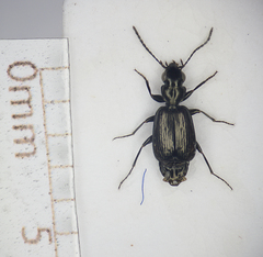 Syntomus foveatus
