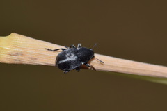 Bruchela suturalis