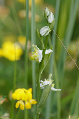 Ophrys apifera chlorantha