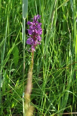 Dactylorhiza incarnata
