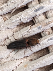 Limonius auripilis