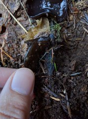 Pseudoplectania vogesiaca