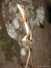 Anolis brasiliensis