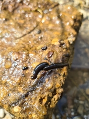 Erpobdellidae