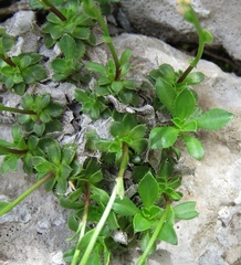 Arabis scopoliana