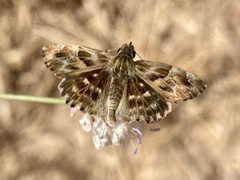 Carcharodus