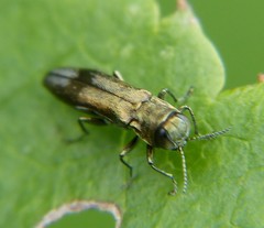 Agrilus derasofasciatus