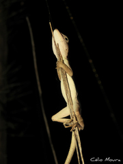 Anolis brasiliensis