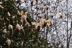 Magnolia denudata