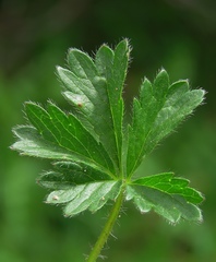 Potentilla crantzii