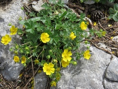 Potentilla crantzii