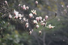 Magnolia denudata