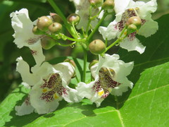 Catalpa bignonioides