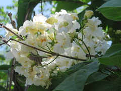 Catalpa bignonioides